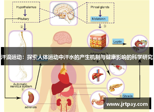 汗滴运动：探索人体运动中汗水的产生机制与健康影响的科学研究